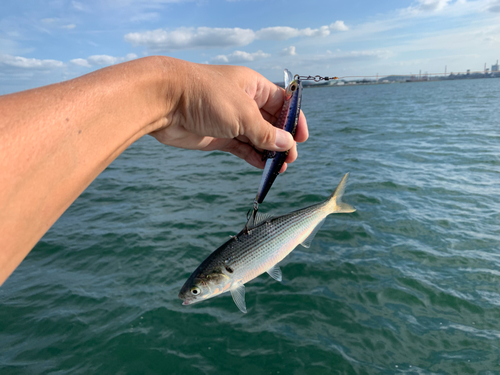 コノシロの釣果