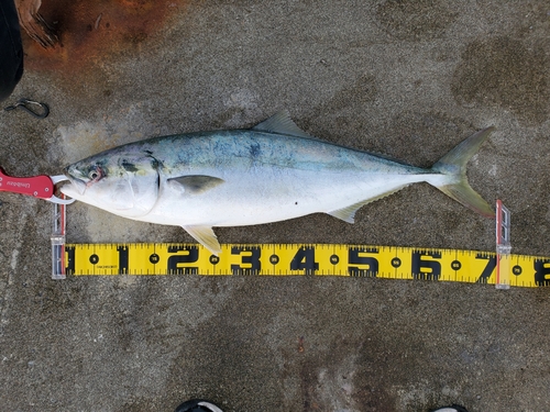 ワラサの釣果