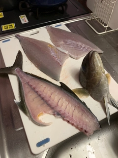 ネリゴの釣果