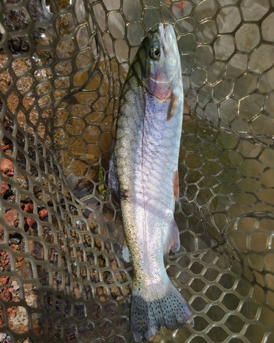 ニジマスの釣果