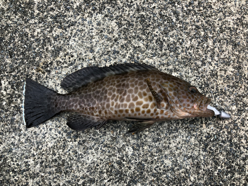 オオモンハタの釣果