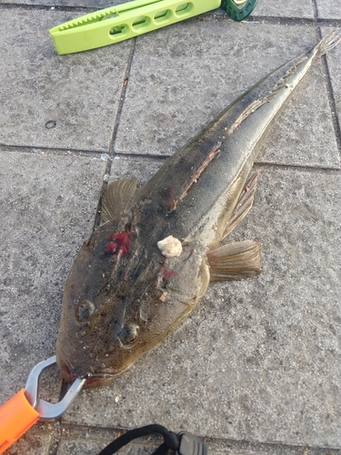 マゴチの釣果