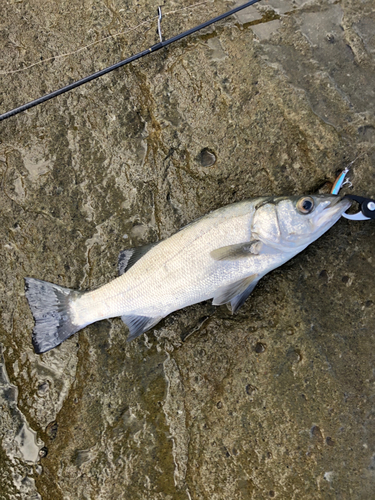 ヒラスズキの釣果