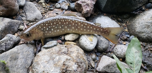 アメマスの釣果