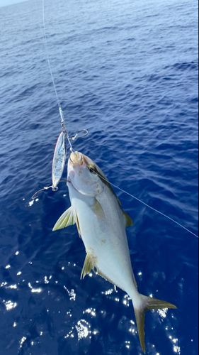 ヒレナガカンパチの釣果