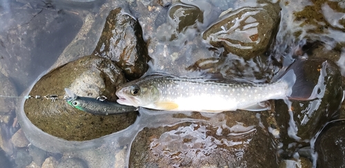 エゾイワナの釣果