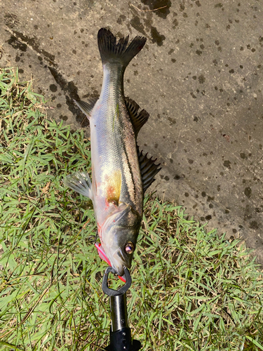 スズキの釣果