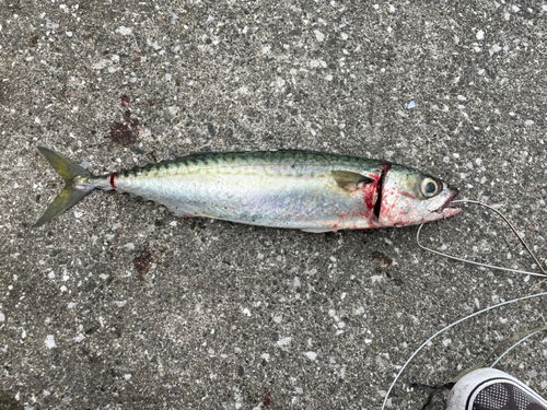 サバの釣果