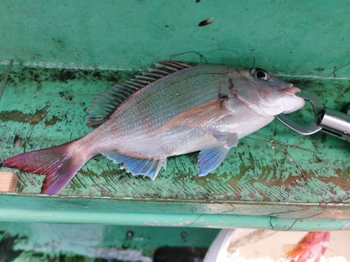 マダイの釣果