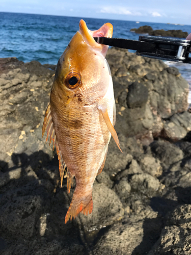 イトフエフキの釣果