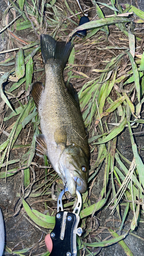 スモールマウスバスの釣果