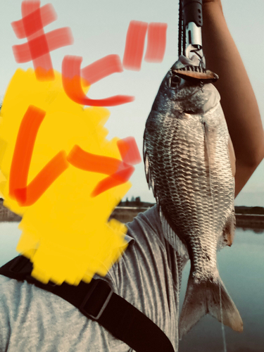 キビレの釣果