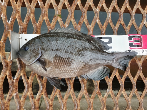 メジナの釣果