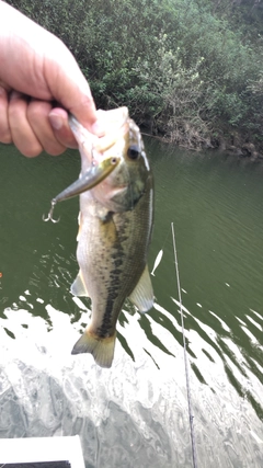 ブラックバスの釣果