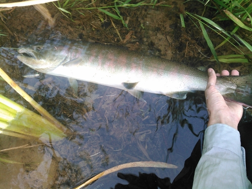 サクラマスの釣果