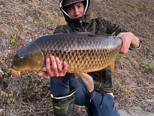 コイの釣果