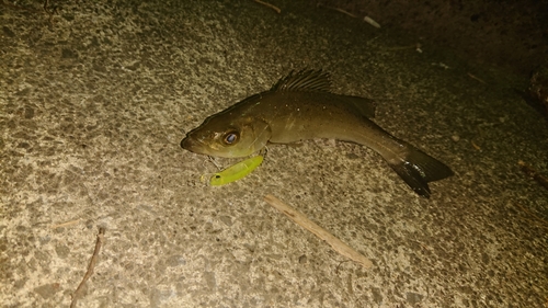 セイゴ（ヒラスズキ）の釣果