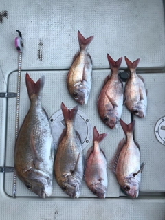 タイの釣果