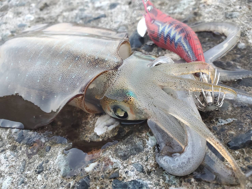 アオリイカの釣果