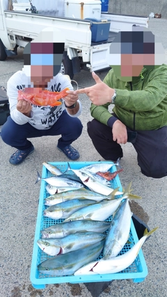 イナダの釣果