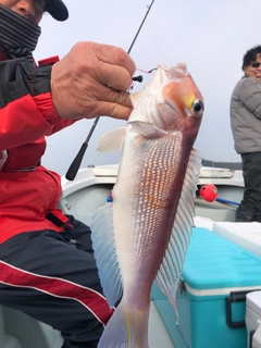 シロアマダイの釣果