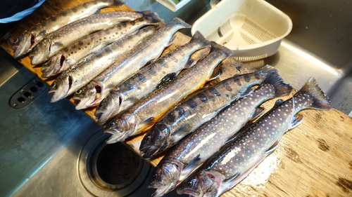 イワナの釣果