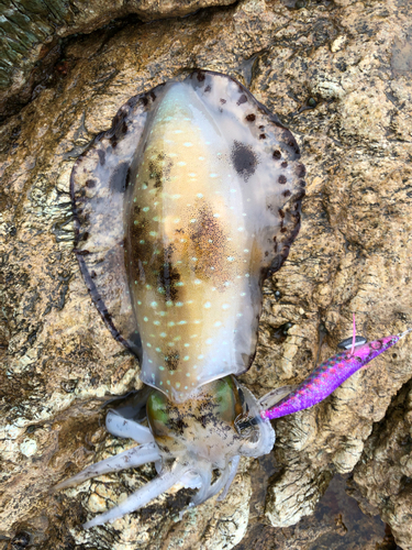 アオリイカの釣果