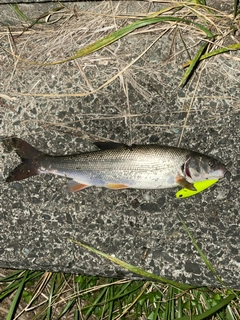 ウグイの釣果