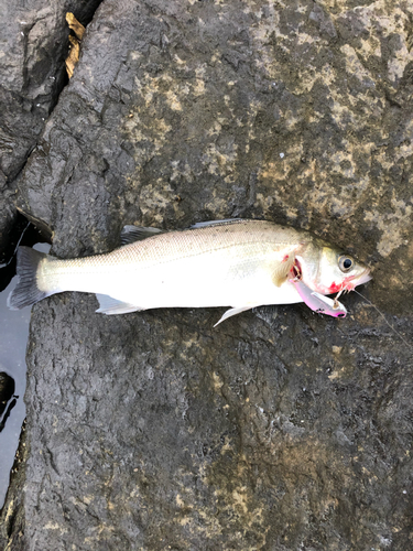 セイゴ（タイリクスズキ）の釣果