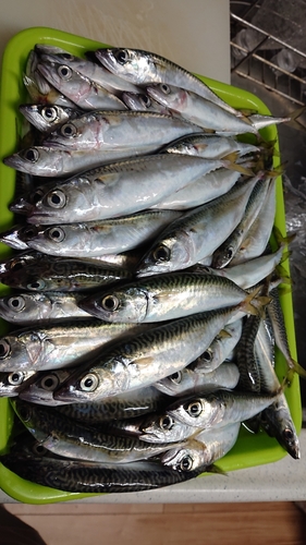 サバの釣果