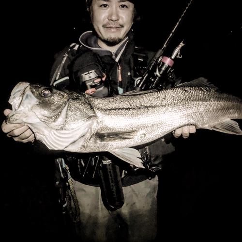 スズキの釣果