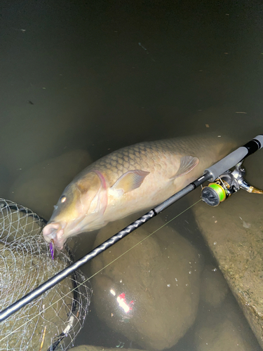 コイの釣果