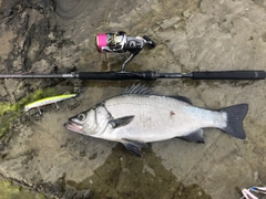 ヒラスズキの釣果