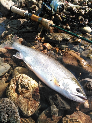 ヤマメの釣果