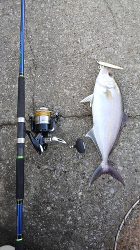 ショゴの釣果