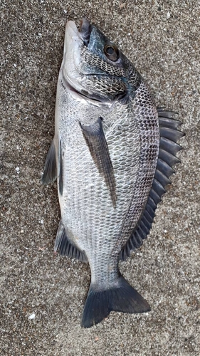 チヌの釣果