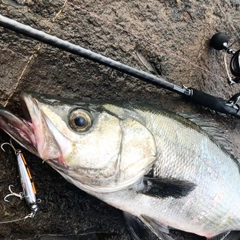 ヒラスズキの釣果