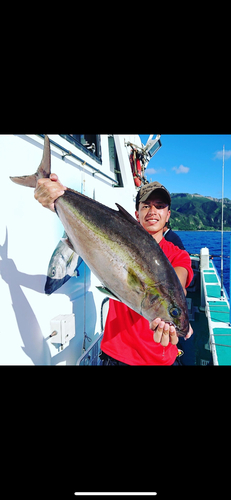 ヒレナガカンパチの釣果