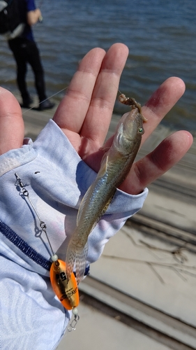 マハゼの釣果