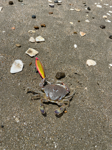 シタビラメの釣果