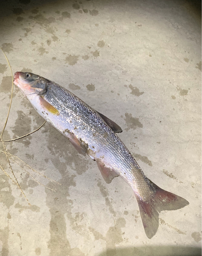 ウグイの釣果