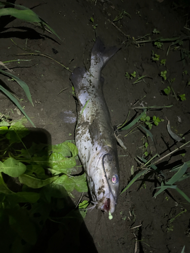 アメリカナマズの釣果