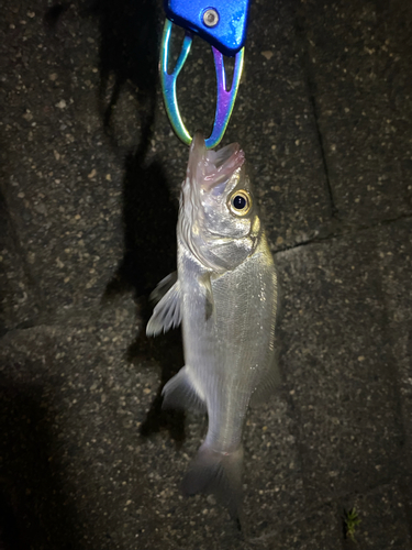 セイゴ（マルスズキ）の釣果