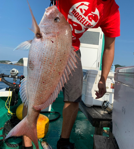 マダイの釣果