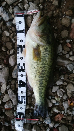 ブラックバスの釣果