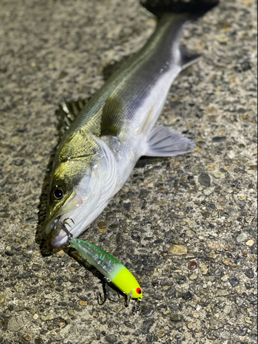 シーバスの釣果