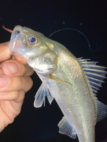 セイゴ（マルスズキ）の釣果