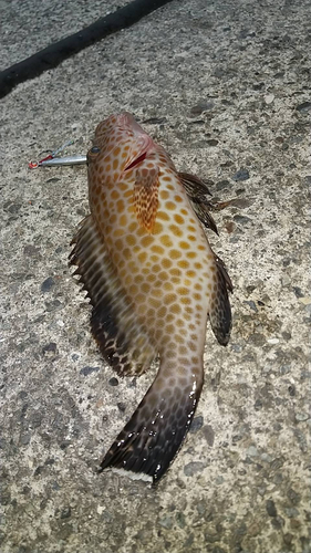 オオモンハタの釣果