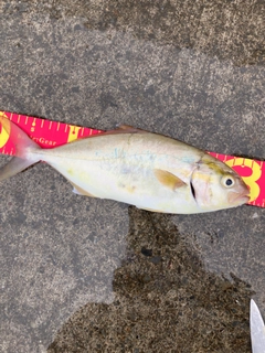 ショゴの釣果