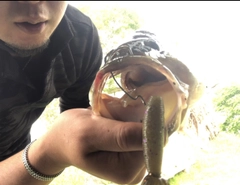 ブラックバスの釣果